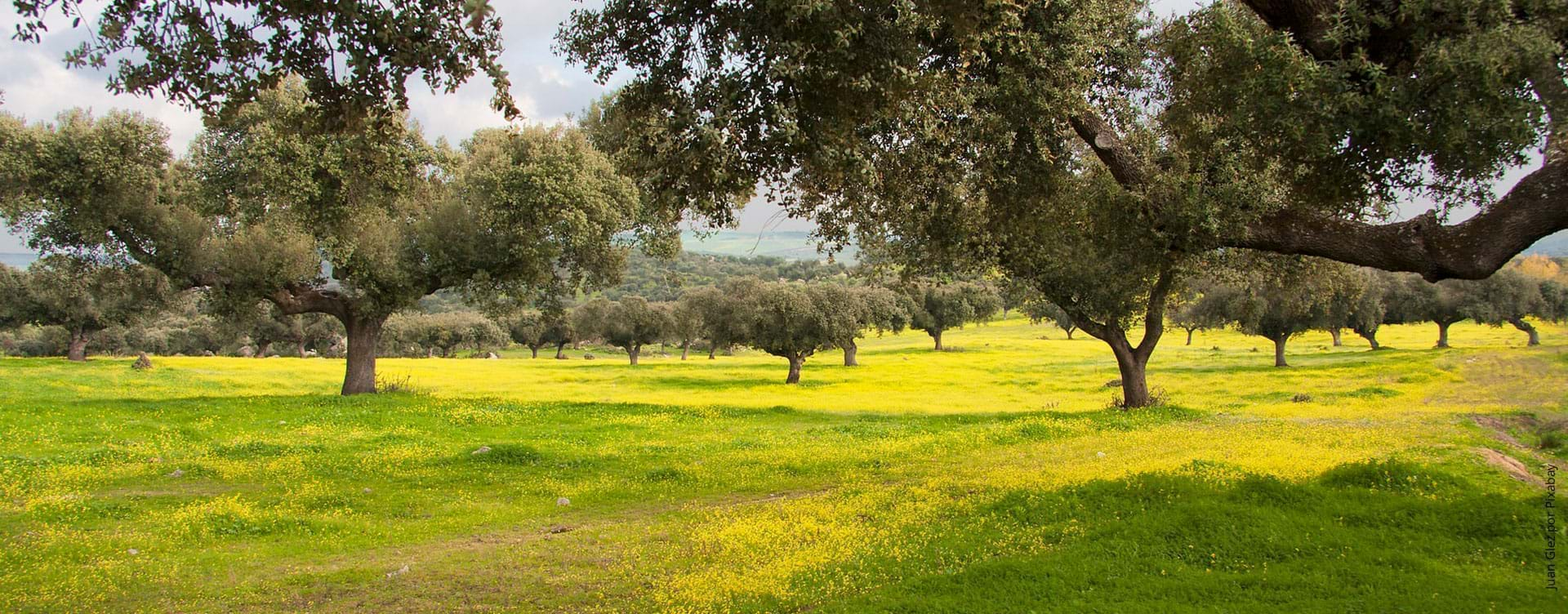 Alentejo