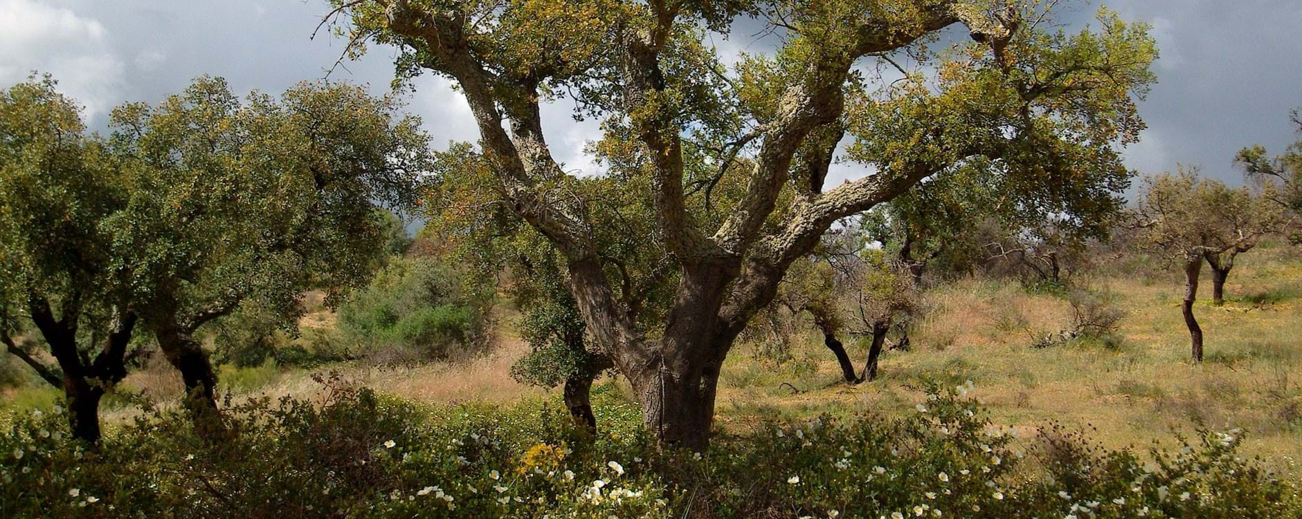 Sobreiro Alentejo