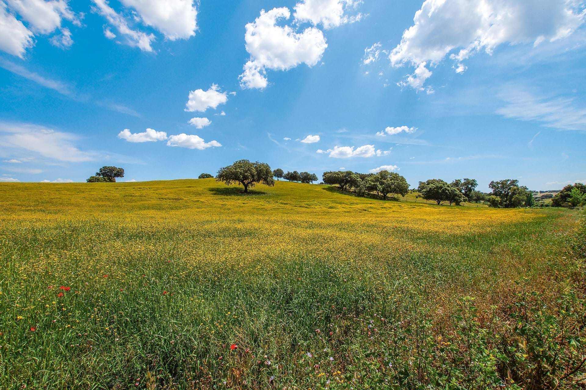 Paisagem Alentejana